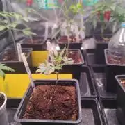 Kritical GB FEM "GB SEEDS"