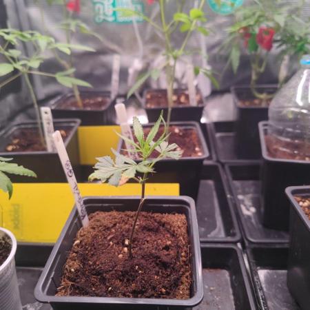 Kritical GB FEM "GB SEEDS"