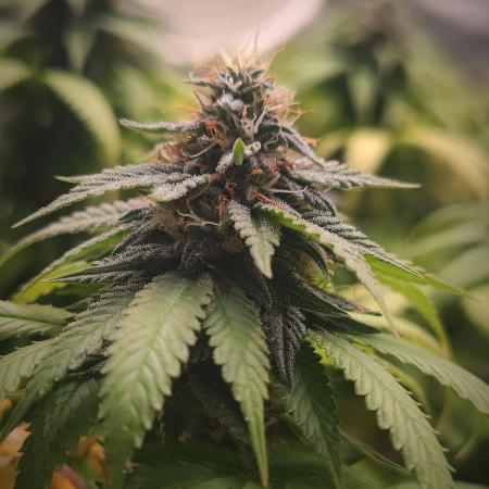 14/14 Oreoz FEM "GB SEEDS"