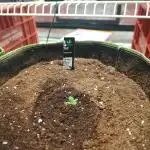Papaya Zoap Auto "Sweet Seeds"
