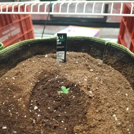 Papaya Zoap Auto "Sweet Seeds"