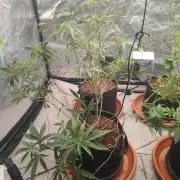 Blue Zushi L.E. "Grower Choice" FEM