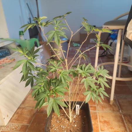 Tropimango "Philosopher Seeds" FEM