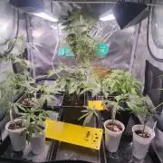 💚Carpa de esquejes y sus cuidados 💚