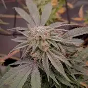 14-14 Blue Zushi L.E. "Grower Choice"