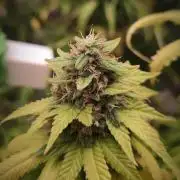14/14 Oreoz FEM "GB SEEDS"