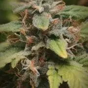 14/14 Oreoz FEM "GB SEEDS"