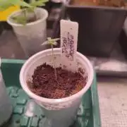 Dubai Chocolate "GB Strains"