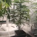 Tropimango "Philosopher Seeds" FEM