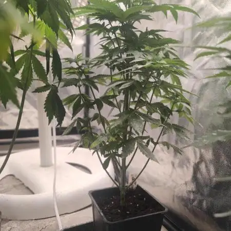 Tropimango "Philosopher Seeds" FEM