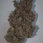 Auto Purple Sunset XXL "GB strain" again