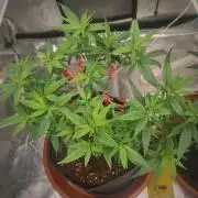 Pakistan Valley E. V. FEM "WoS