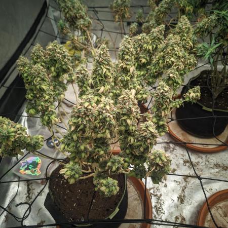 14/14 Oreoz FEM "GB SEEDS"