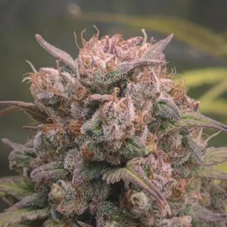 Auto Mimosa Cocktail XXL "GB Strains"