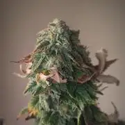 14-14 Tropimango "Philosopher Seeds" FEM