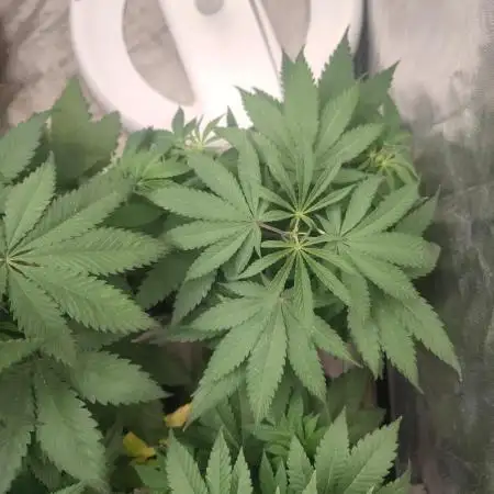 Blue Zushi L.E. "Grower Choice" FEM