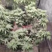 14-14 Tropimango "Philosopher Seeds" FEM