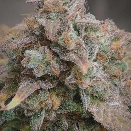 Hyperion F1 Auto "RQS"