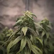14/14 CRITICAL FEM "GB STRAINS"