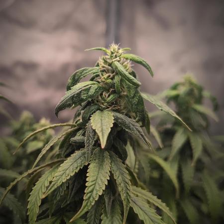 14/14 CRITICAL FEM "GB STRAINS"