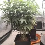 Blue Zushi L.E. "Grower Choice" FEM