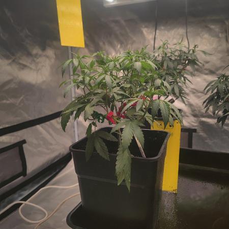 Blue Zushi L.E. "Grower Choice"