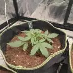 Hyperion F1 Auto "RQS"