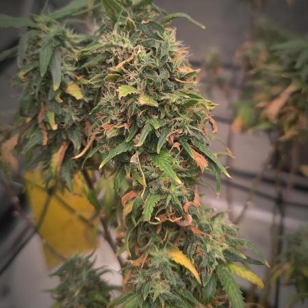 14/14 Kritical GB FEM "GB STRAINS"
