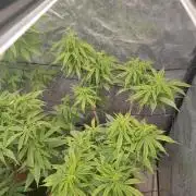 14-14 Amnesia Fast CBD "GB Strains" FEM