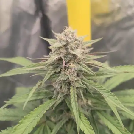Papaya Zoap Auto "Sweet Seeds"
