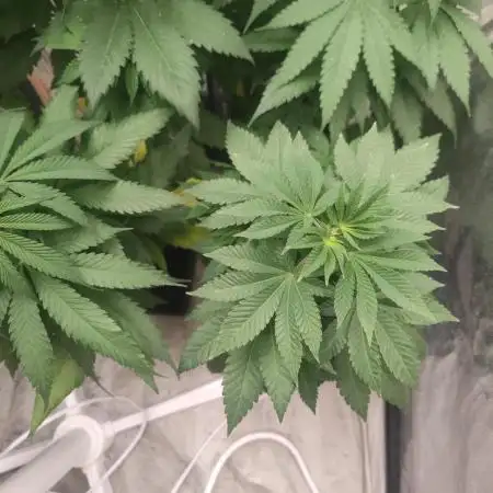 Tropimango "Philosopher Seeds" FEM