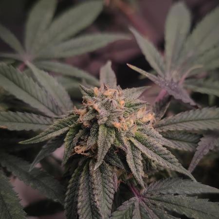 14-14 Blue Zushi L.E. "Grower Choice"