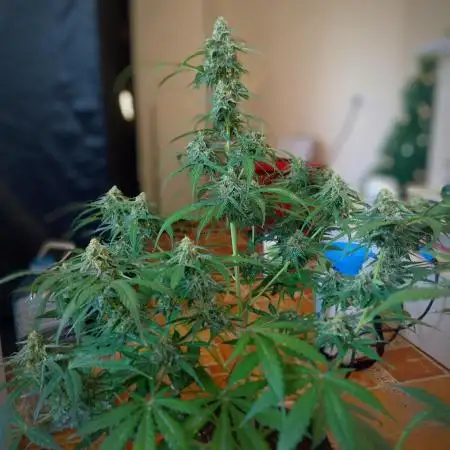 Hyperion F1 Auto "RQS"