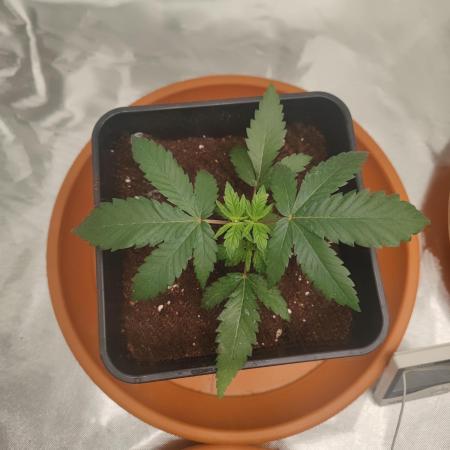 CRITICAL FEM "GB SEEDS"