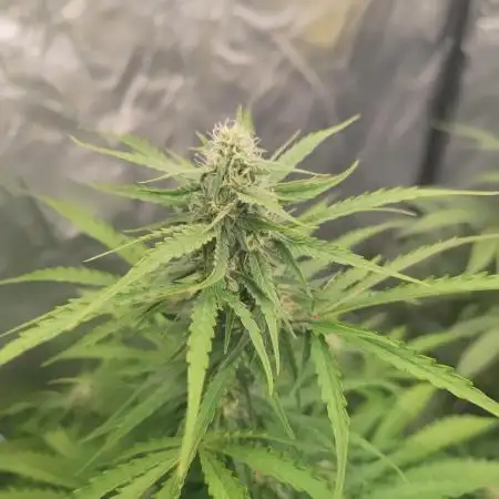 Auto Purple Sunset XXL "GB strain" again