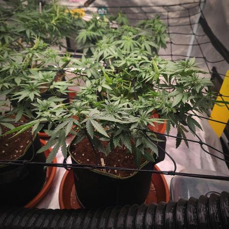 Blue Zushi L.E. "Grower Choice"