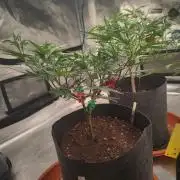 (Clon) Kritical GB FEM "GB SEEDS"