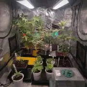 💚Carpa de esquejes y sus cuidados 💚