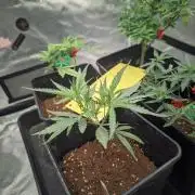 Kritical GB FEM "GB SEEDS"