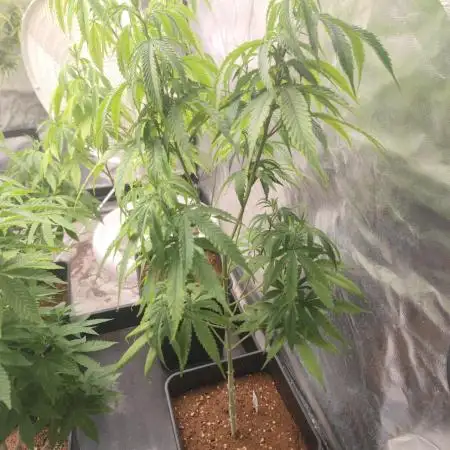 Amnesia Fast CBD "GB Strains" FEM