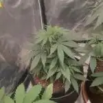Hyperion F1 Auto "RQS"