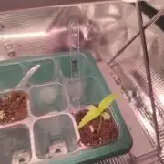 Pakistan Valley Early Version FEM "WoS"