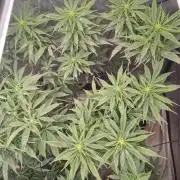 14-14 Amnesia Fast CBD "GB Strains" FEM