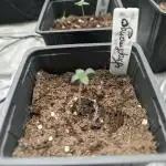 Tropimango "Philosopher Seeds" FEM