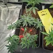 CRITICAL FEM "GB STRAINS