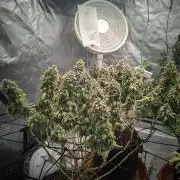 14/14 Oreoz FEM "GB SEEDS"