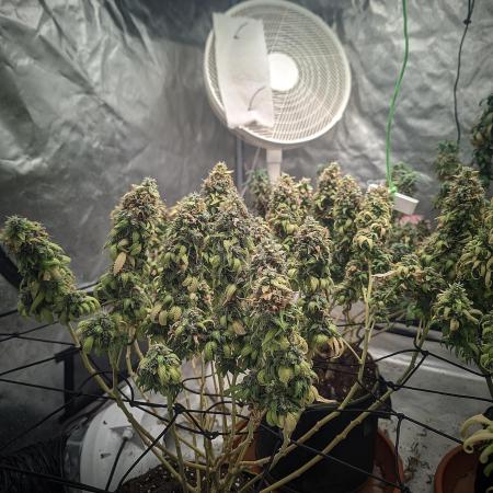 14/14 Oreoz FEM "GB SEEDS"
