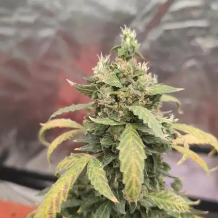 Purple Sunset XXL Auto "GB" Ciclo 13/11 Prueba