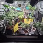 💚Carpa de esquejes y sus cuidados 💚
