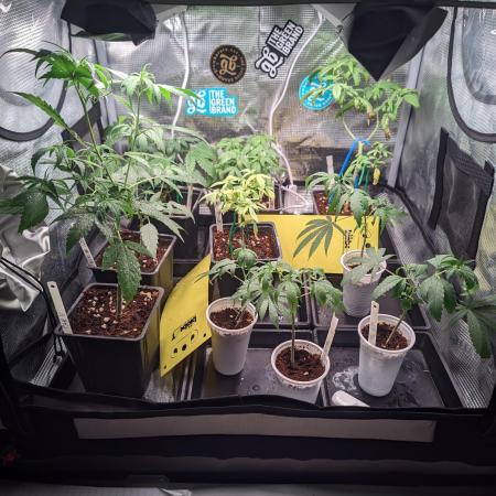 💚Carpa de esquejes y sus cuidados 💚
